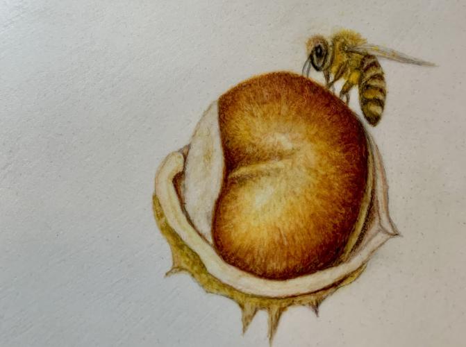 The Language of the Flowers on Vellum Berkshire Botanical